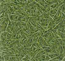 Линолеум IVC Vision Grass T25 фото 1 | FLOORDEALER